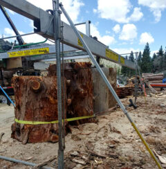 log stumps in lucas mill